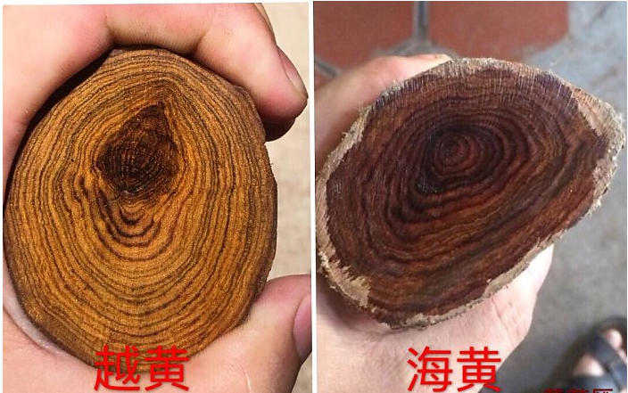 如何辨识海南黄花梨与越南黄花梨