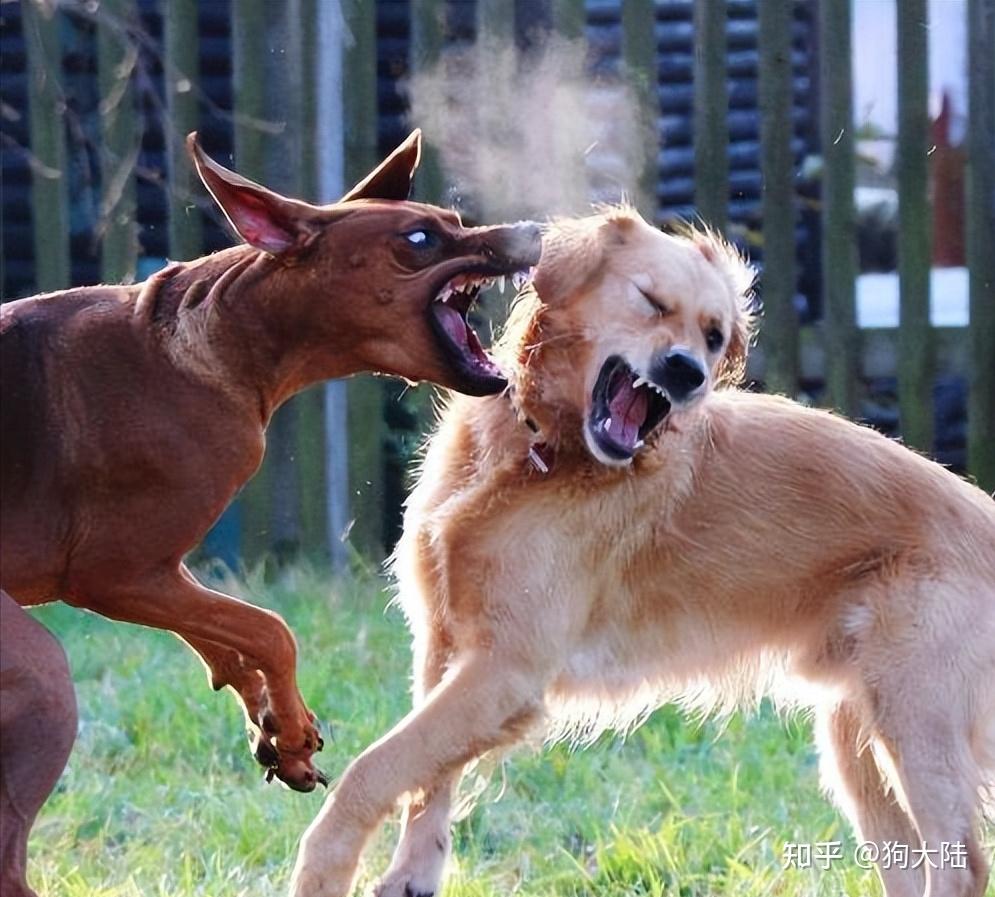 一言不合就冲上去,力气大的很,我根本就拉不住,而且它还敢跟马犬打架