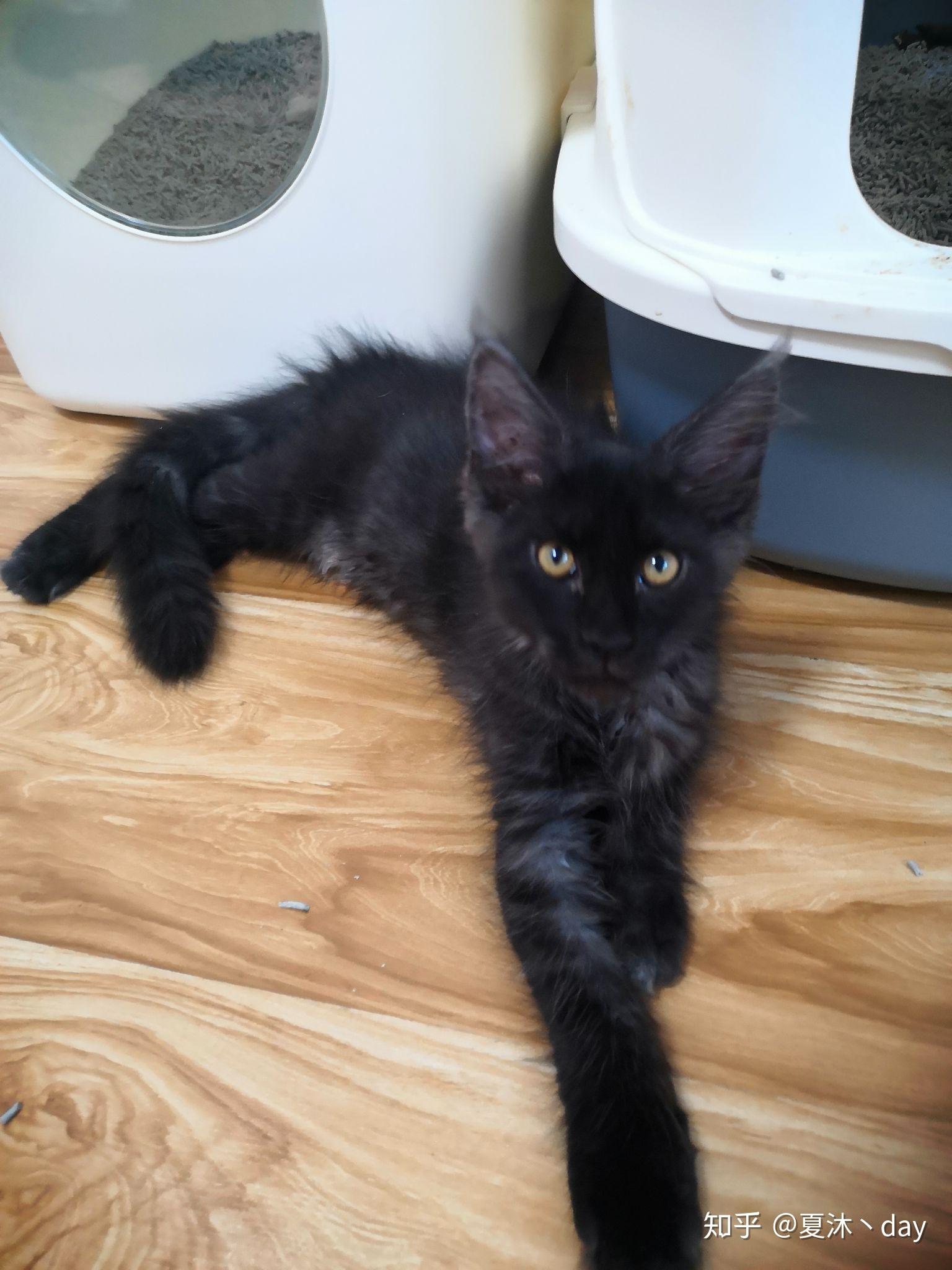 自家缅因猫,生了一只烟黑色的缅因弟弟,赛级品相,样子超帅气,图片纯