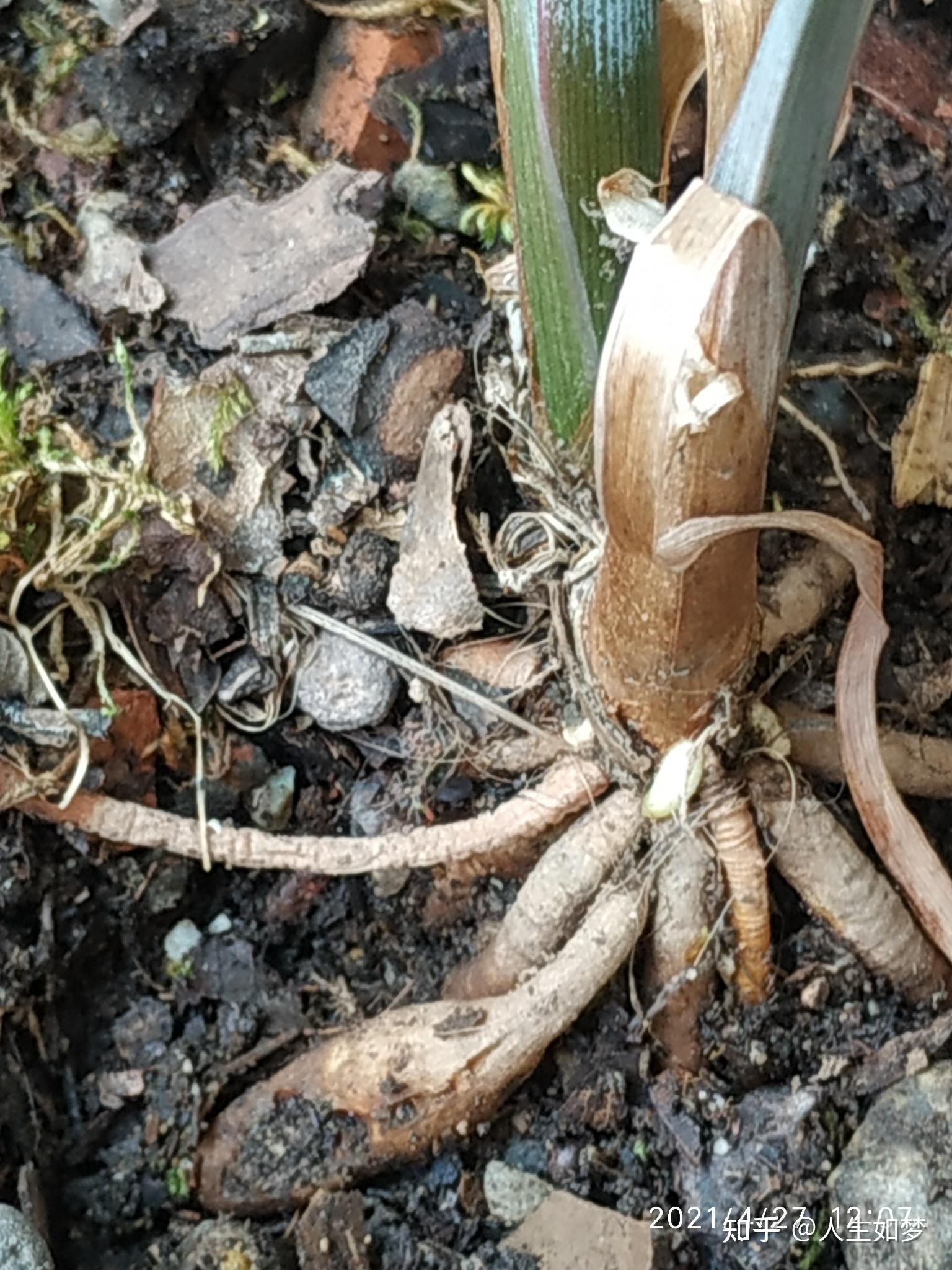 叶像兰叶但没有兰叶硬根是须根冬季落叶是什么植物