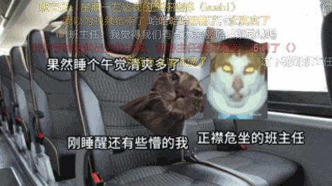 7天B站涨粉20万，“猫meme”为何风靡全网？|新榜出品 - 知乎