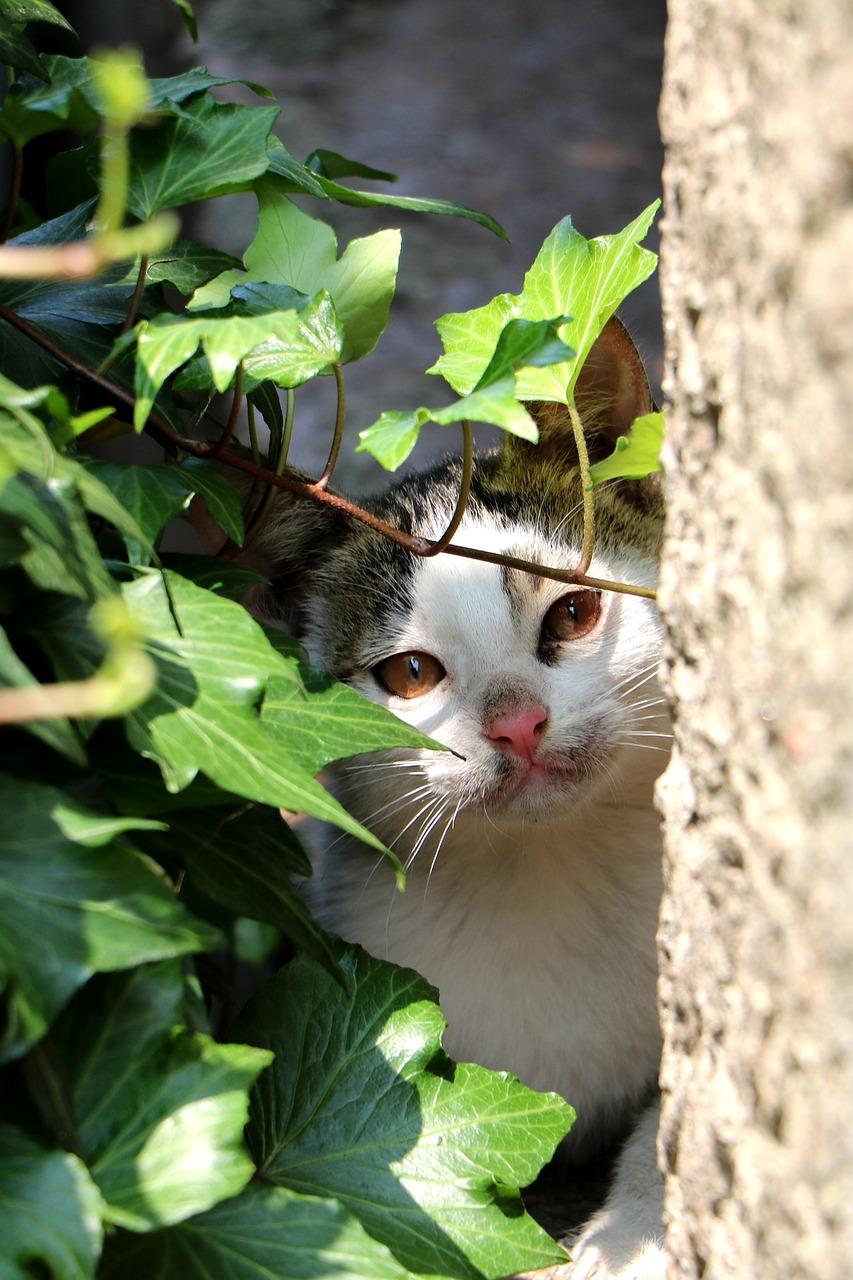 小狗的独特魅力