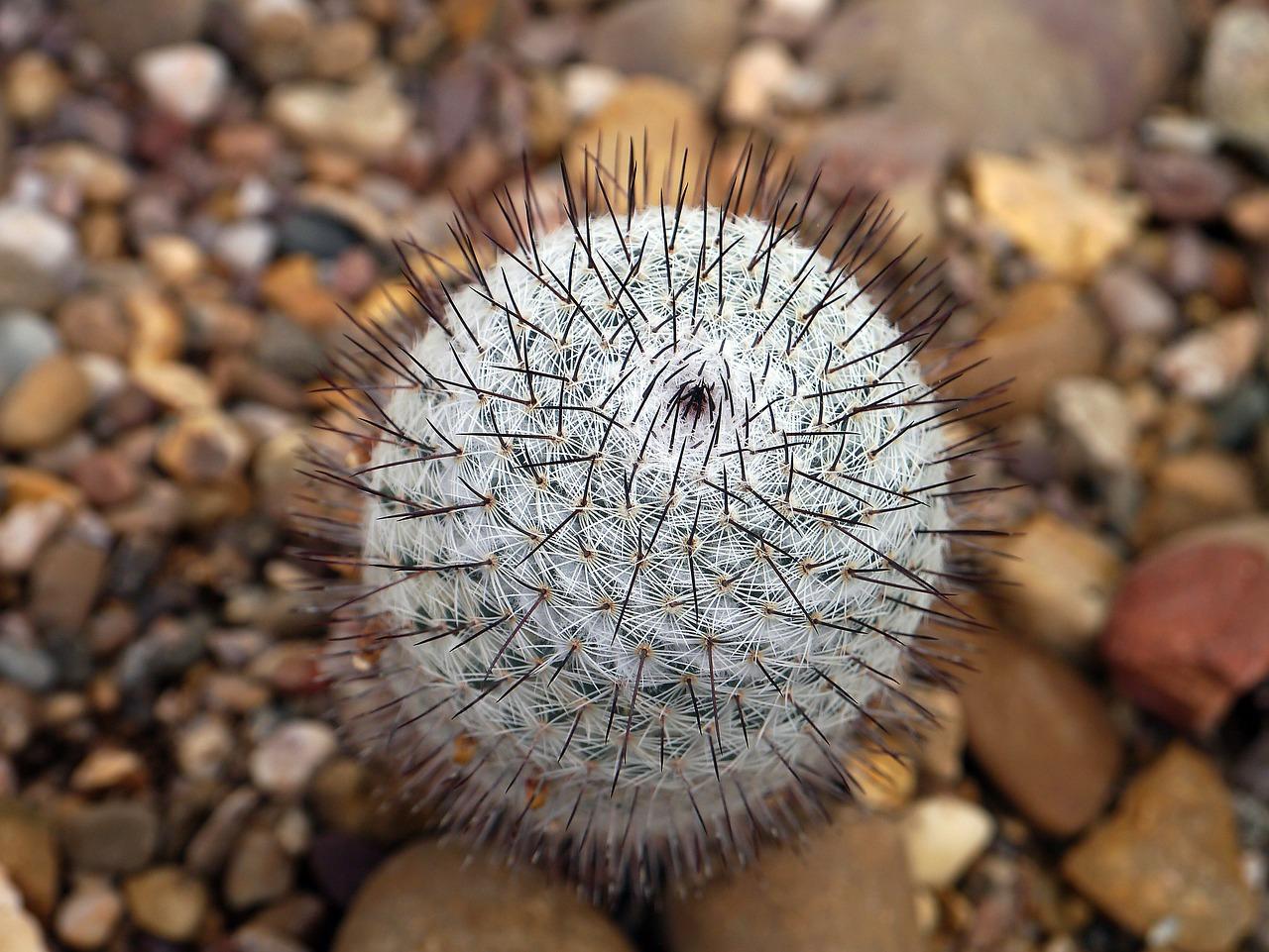 为什么仙人掌不长刺