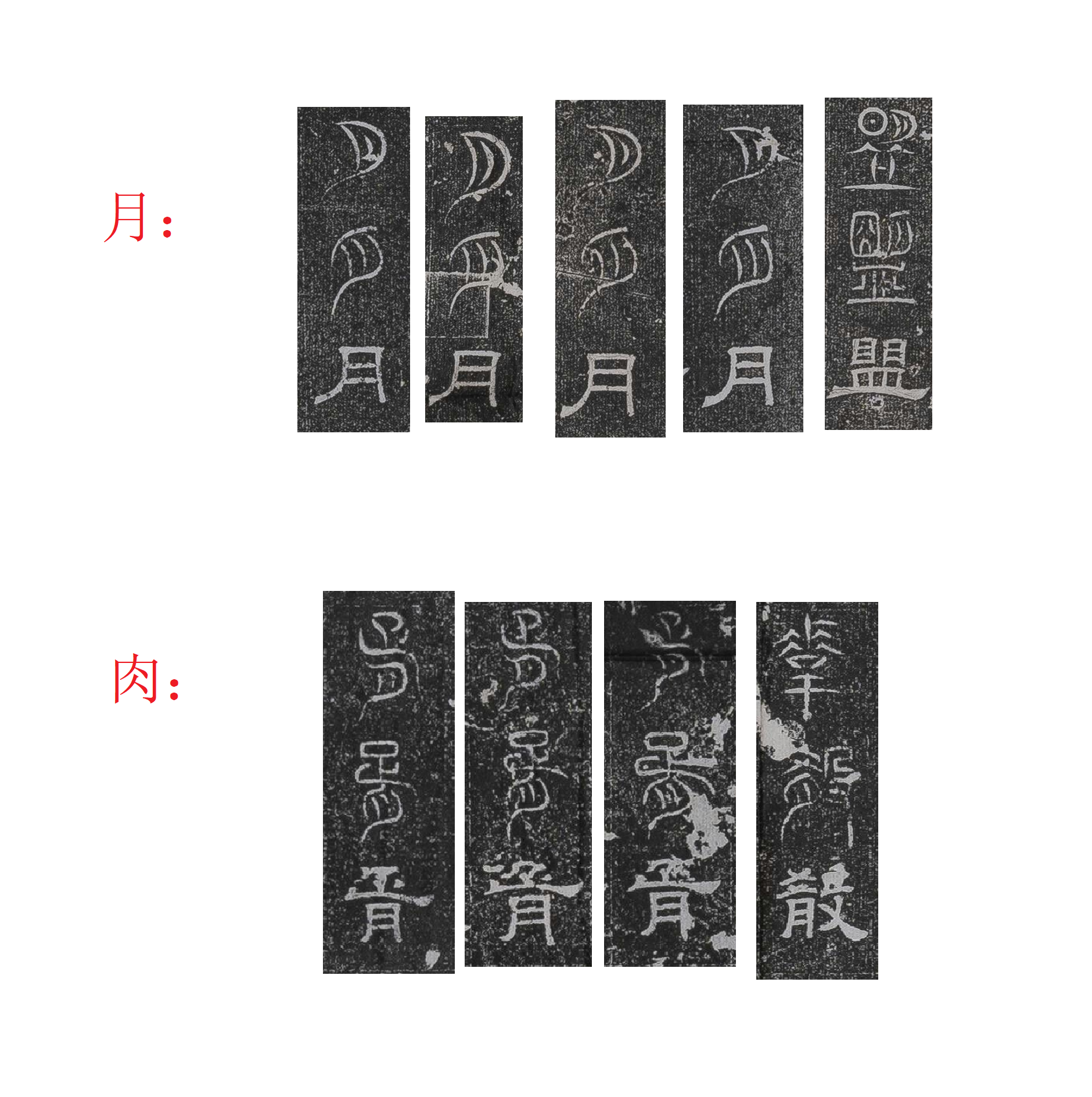 到底是月字旁还是肉字旁,有人说肥胖肋胃肯之类的“月”是“肉”的隶变也有人说古代肉和月在生活上有关系? - 知乎