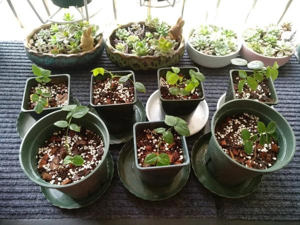 植物扦插，看这！ - 知乎