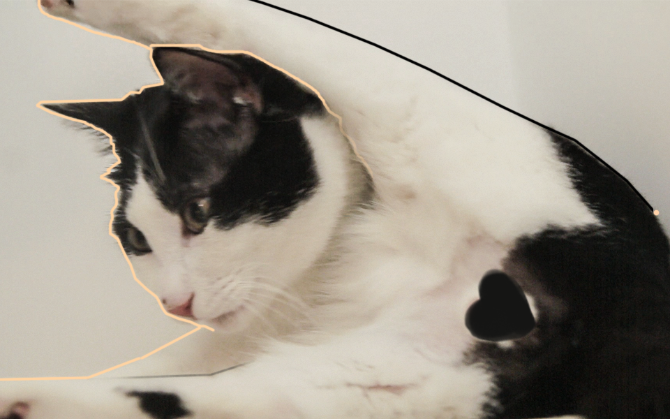 公猫被绝育之后,有了怎样的变化?没蛋蛋也能有