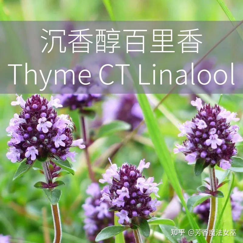 小小侠士:沉香醇百里香