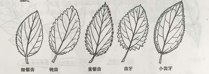树叶leaf的构造 - 知乎