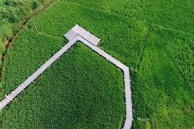 精品民宿丨禾肚里——蛙声稻香荷风星月 ,一间长在稻田里的民宿