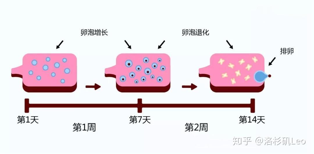 要解释清楚这个问题,我们需要先了解一下女性的正常排卵过程:通常来说