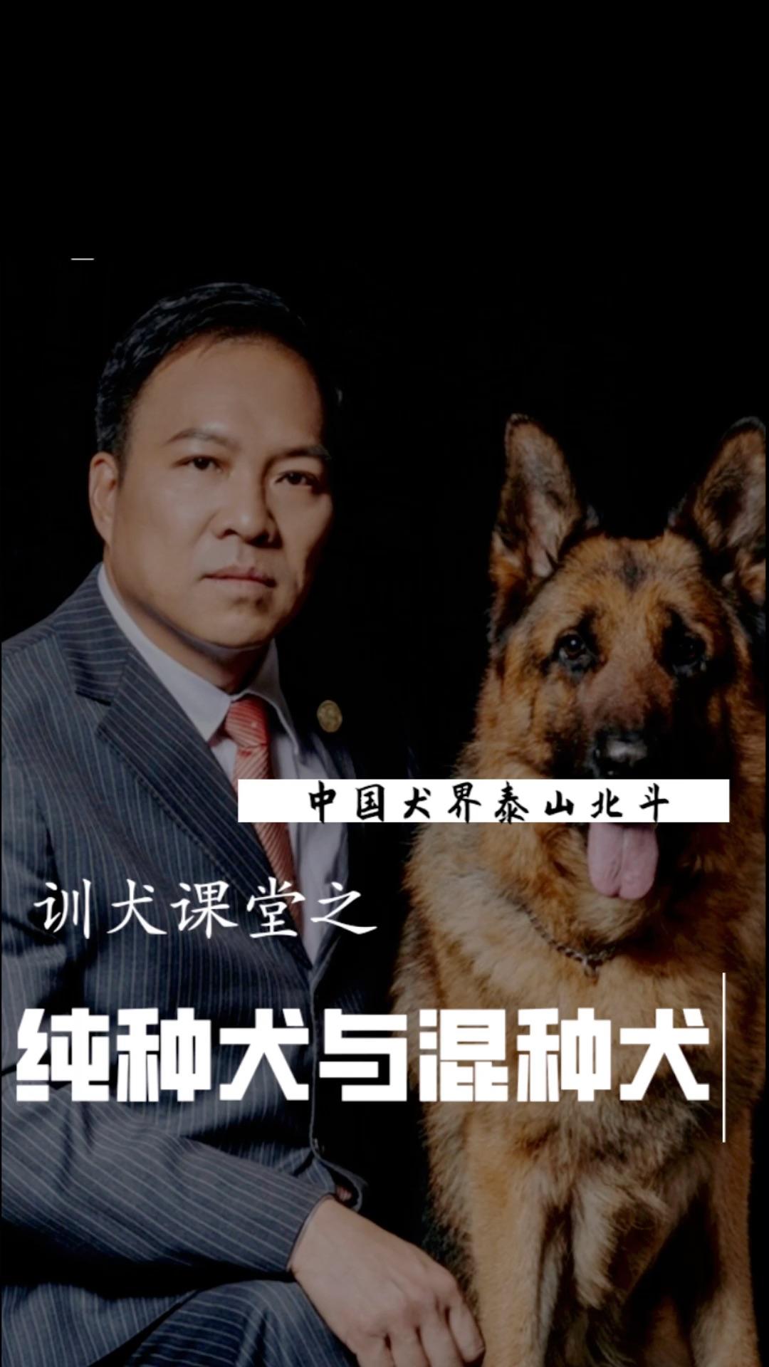 北方的中华田园犬,太行犬也叫北方大笨狗,在中国有三千年历史