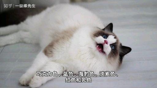 哈尔滨十大著名布偶猫舍有哪些?