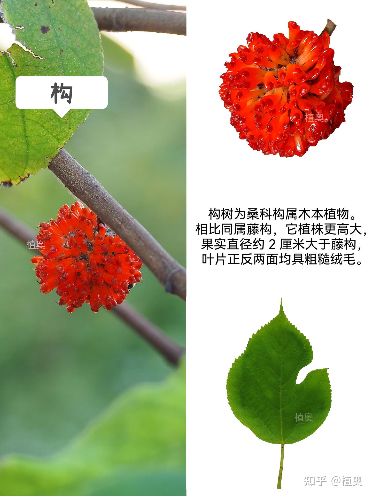 别再认错！藤构不是山莓，蛇莓不是蓬藟。有没有毒，能不能吃，看完再下嘴！ - 知乎