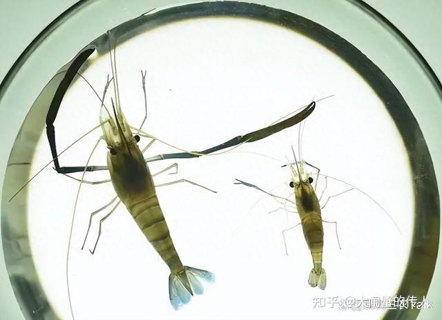 稻虾共生模式:罗氏沼虾的稻田养殖技术 - 知乎