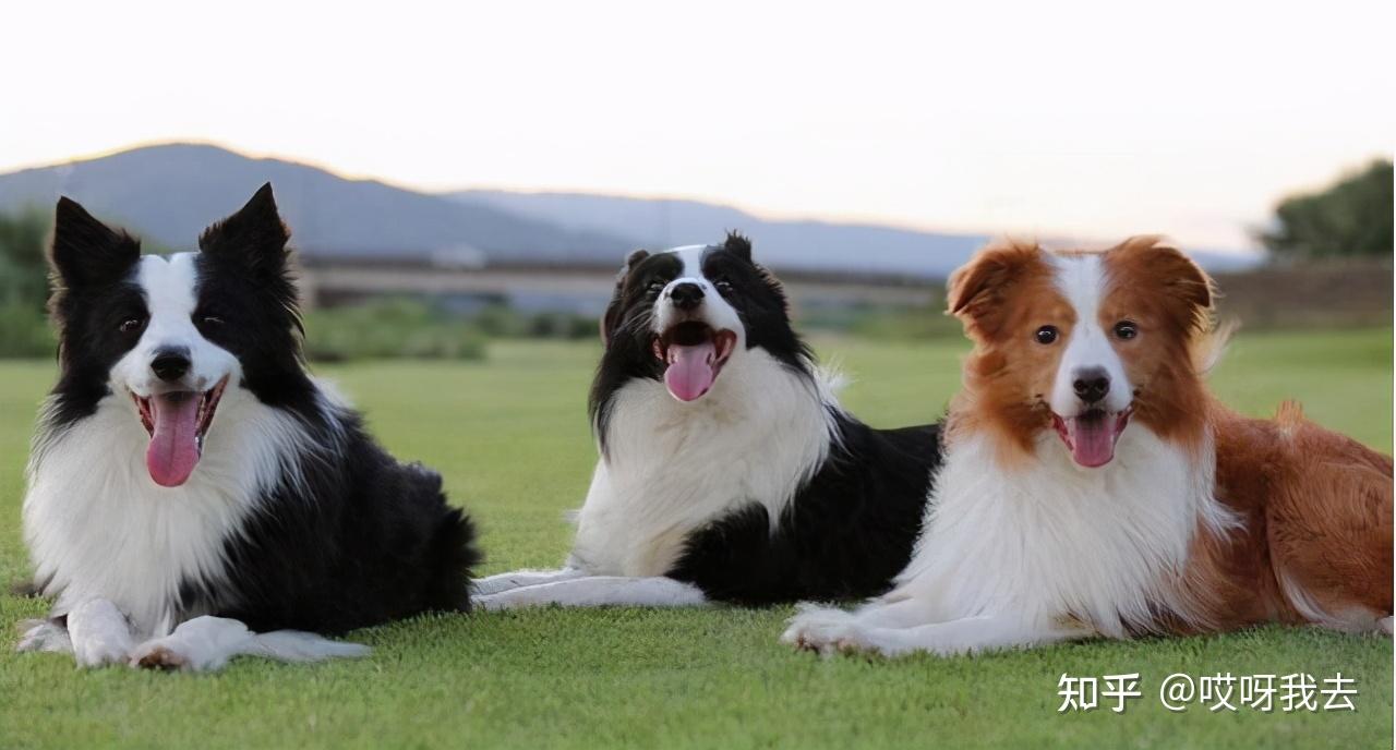 壽命:12-13歲邊境牧羊犬被稱為最聰明的狗狗,它學東西很快,又特別會看