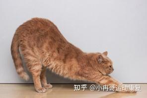 冉冉科普 | “猫式伸展”那些事儿,增强你的脊柱灵活度 - 知乎