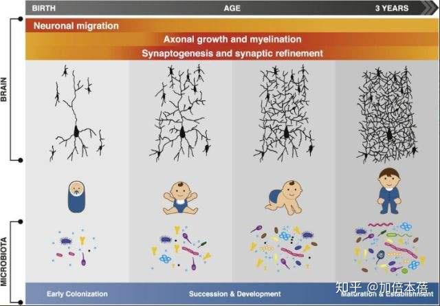 人类依靠神经系统来认识世界,认识世界的过程就是组建神经元的过程.