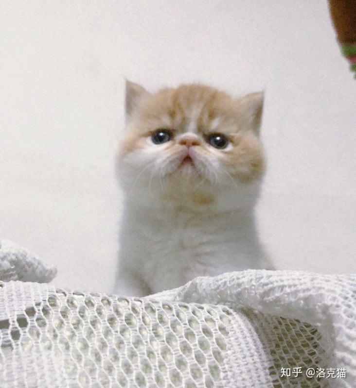 第一次养猫,养公猫好还是母猫好?