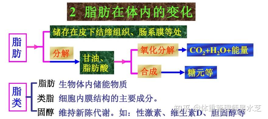 脂肪能转化成蛋白质吗? - 知乎
