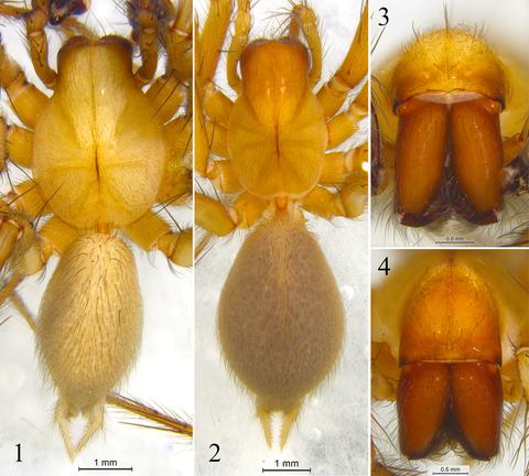 左上:弱蛛科,右上:刺客蛛科,左下:粗螯蛛科,右下:米图蛛科) 漏斗蛛科
