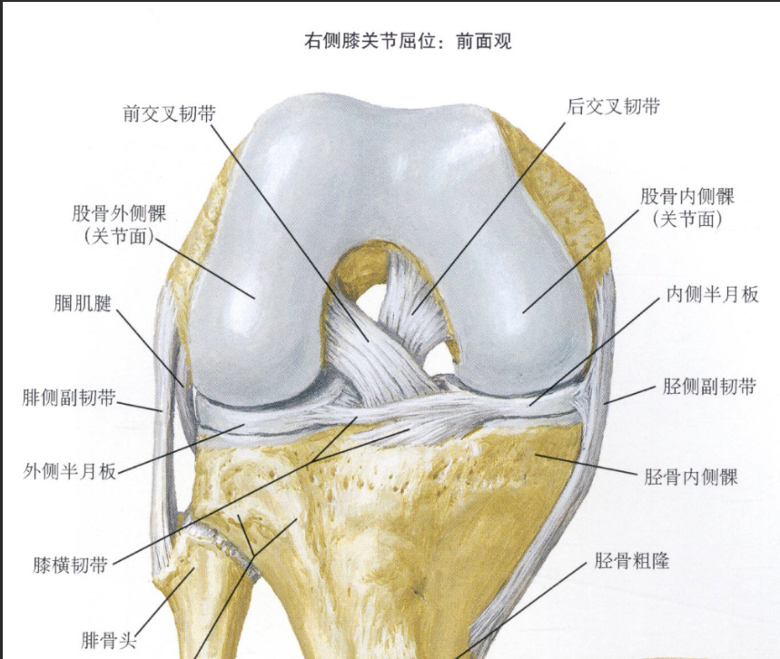 膝关节髁间棘解剖图图片