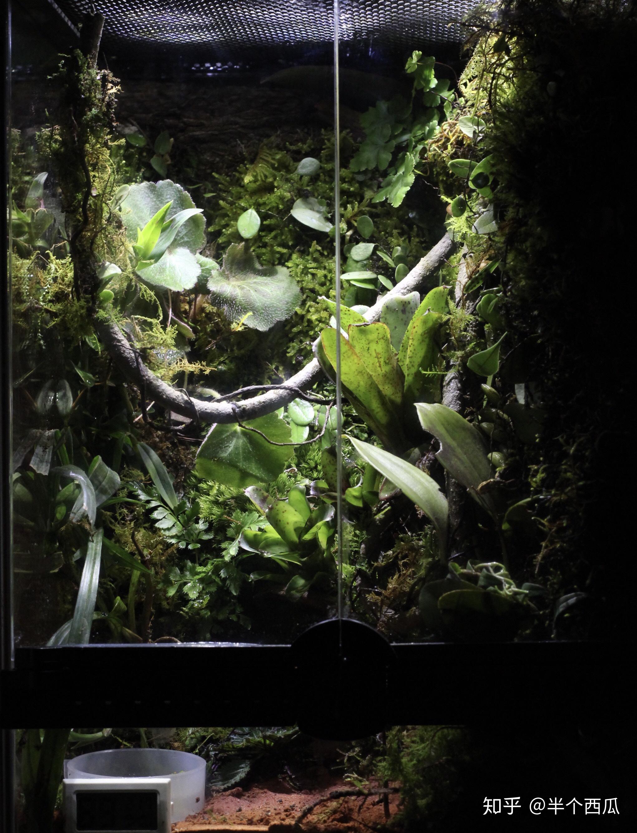 来来来,秀出你们的鱼缸,草缸,南美,雨林,原生缸造景好吗? - 知乎