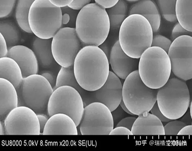 铕配合物二氧化硅荧光纳米粒子DPPDA-Eu3+/SiO2/Ag@SiO2-SiC复合纳米结构表征 - 知乎