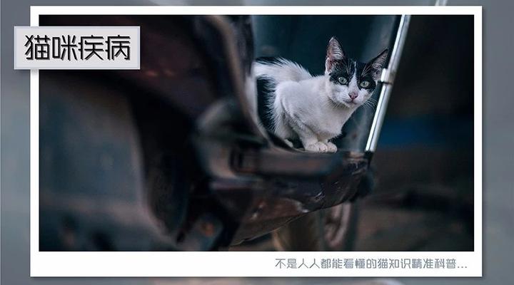 猫白血病病毒 Felv 感染 猫白血病 安乐死 知乎 猫白血病病毒 Felv 感染 猫白血病 安乐死 知乎
