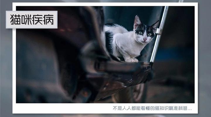 猫白血病病毒 Felv 感染 猫白血病 安乐死 知乎