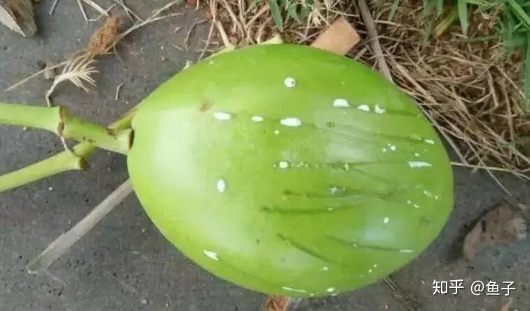 海杧果属,羊角拗属)中毒性强烈的"名门毒器"之一,海芒果的拉丁文属名