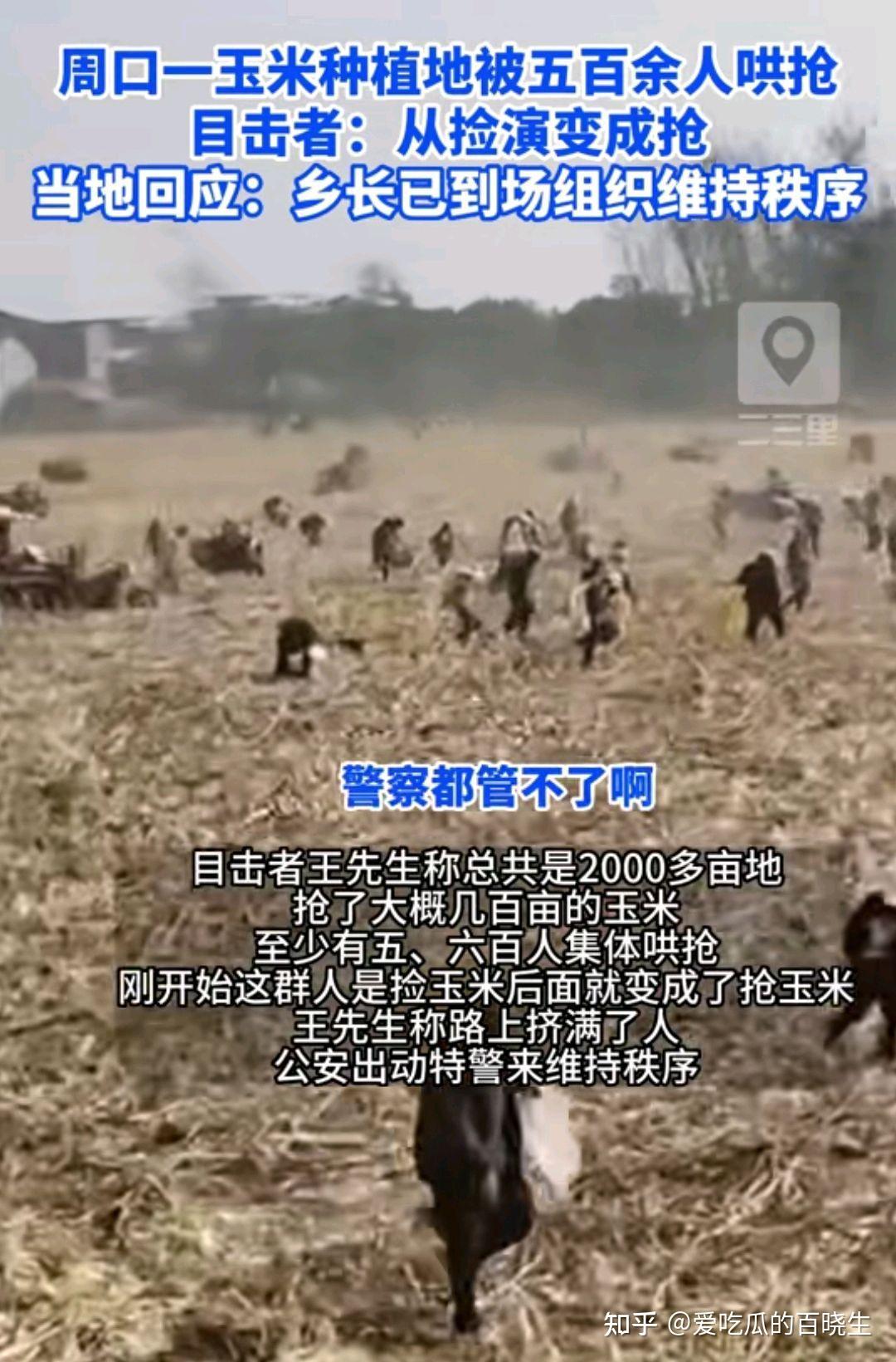 网传河南郸城一玉米地遭五百余人哄抢，特警出动维持秩序，当地回应-腾讯新闻