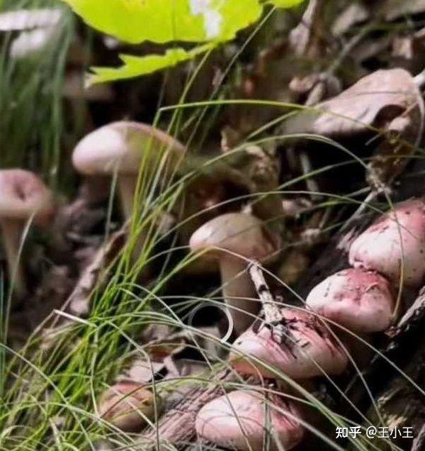 购买野生蘑菇推荐攻略 - 知乎