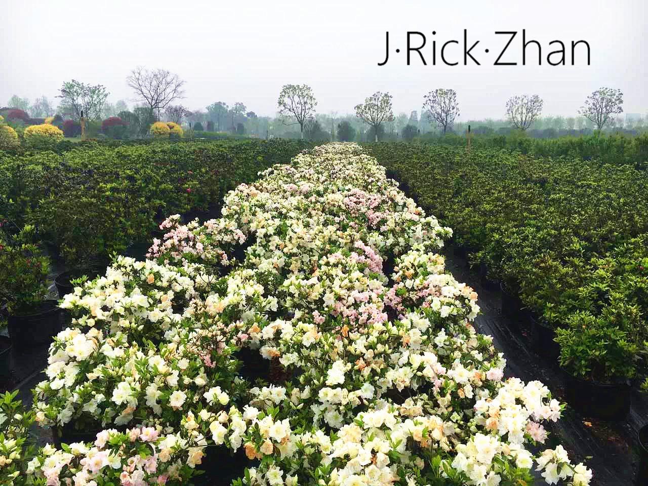 (园林造景)景观植物的应用——灌木之美 - 知乎