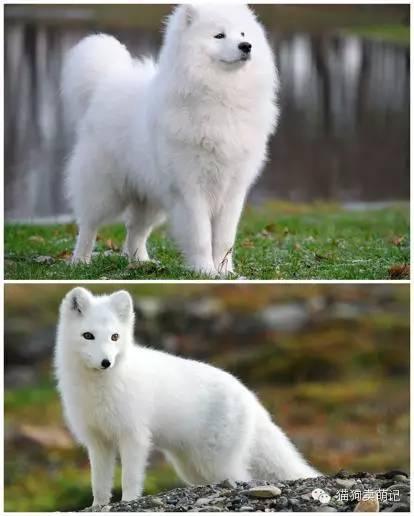 皇上，臣妾真的不是白狐！ - 知乎