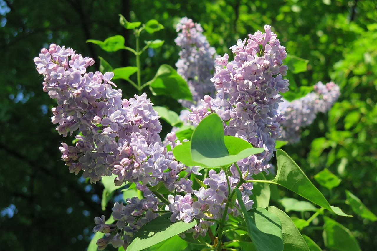 2. 纯真美好的寓意