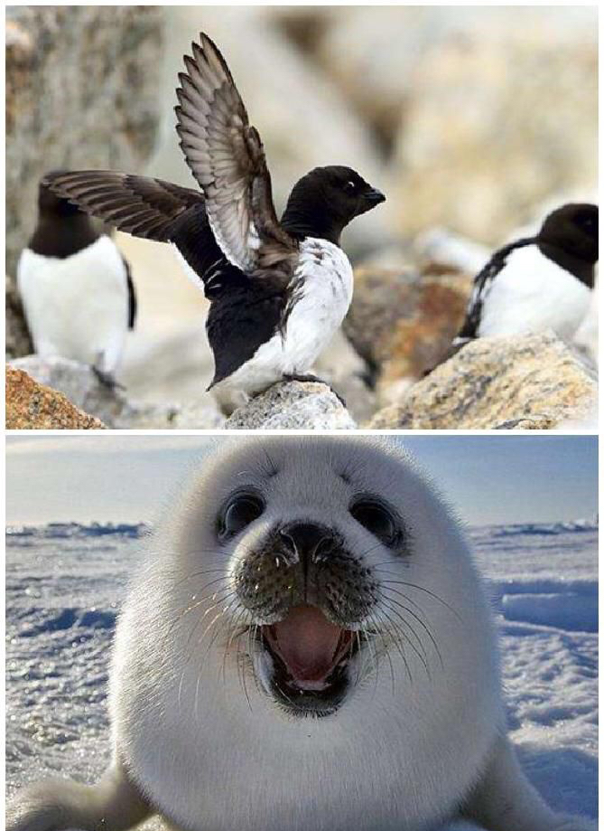 上最恶心的食物-腌海燕预警接受能力不强的人慎点基维亚克(kiviak),是