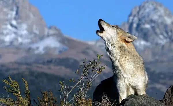 蒙品1选草原传奇自由的草原狼