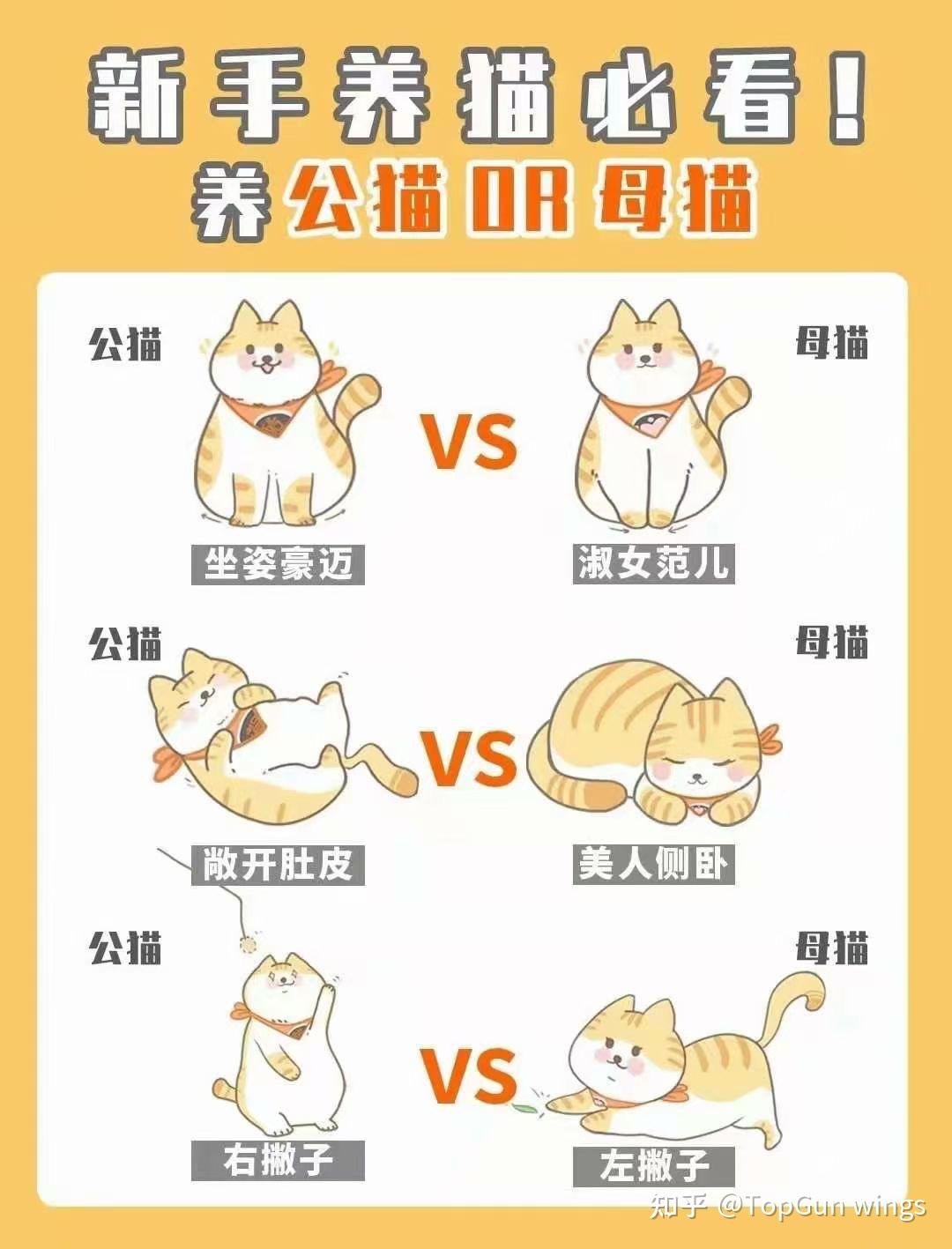 怎么区分公猫母猫