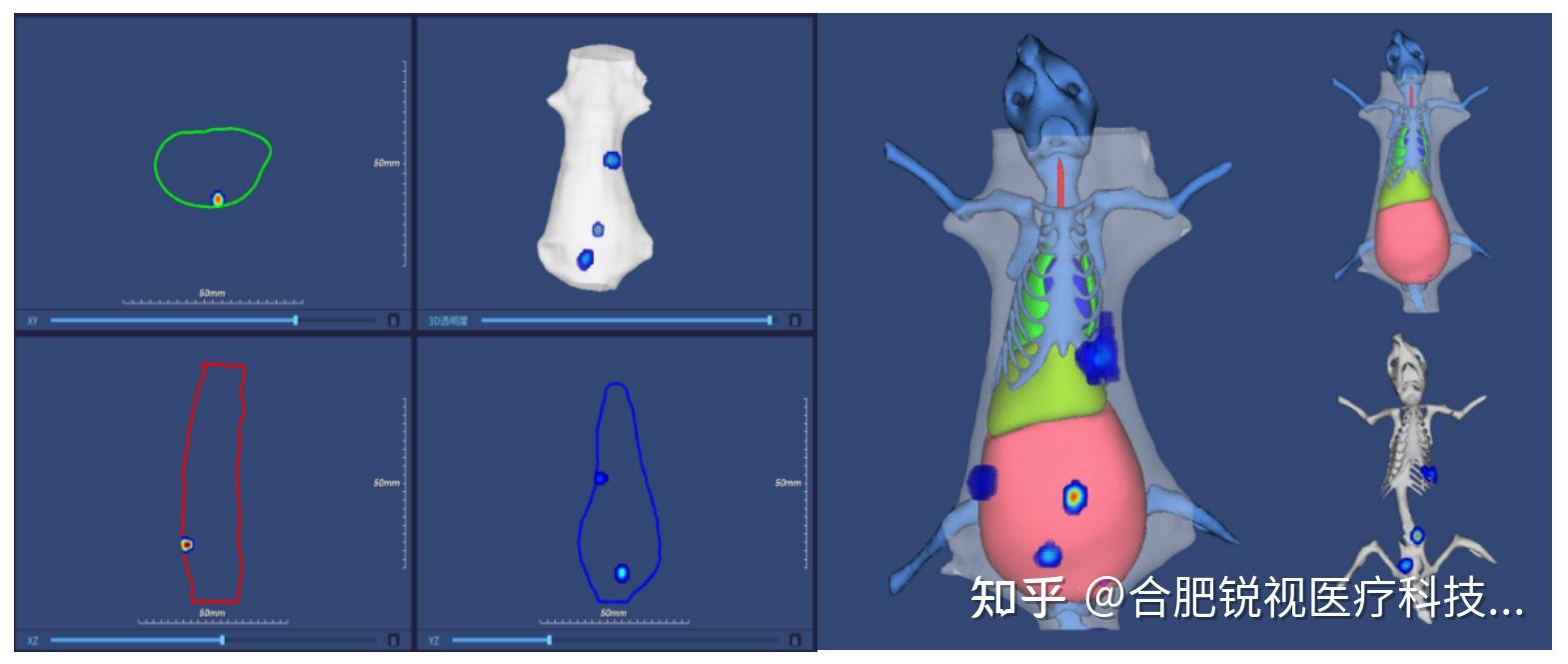 光学活体成像解锁原位肿瘤的三维奥秘 - 知乎