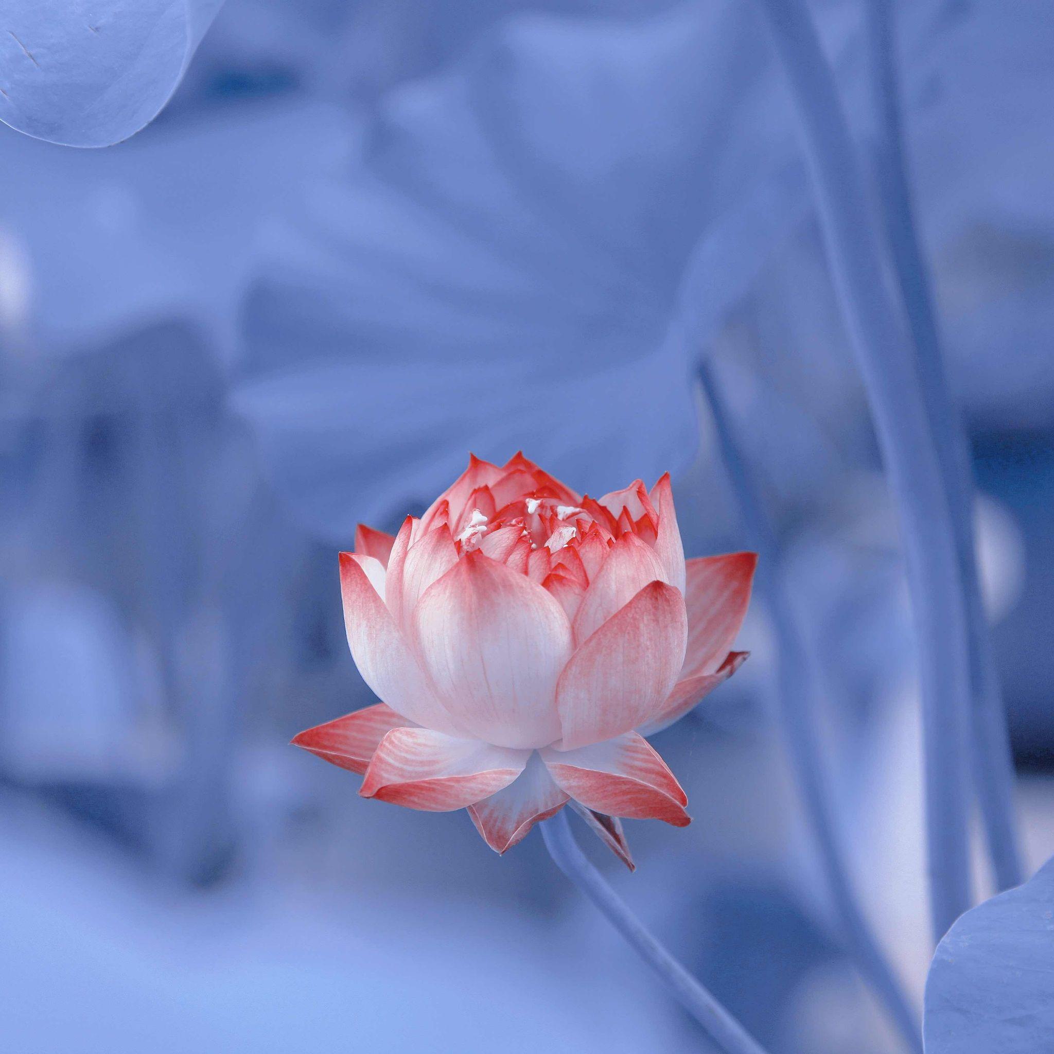 铁汁们谁知道关于莲花的头像啊