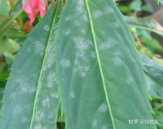 家庭养植花卉常见病虫害及其防治方法- 知乎