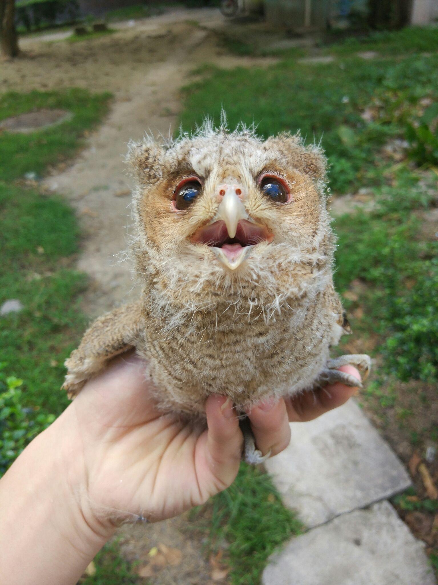 养猫头鹰是一种怎样的体验