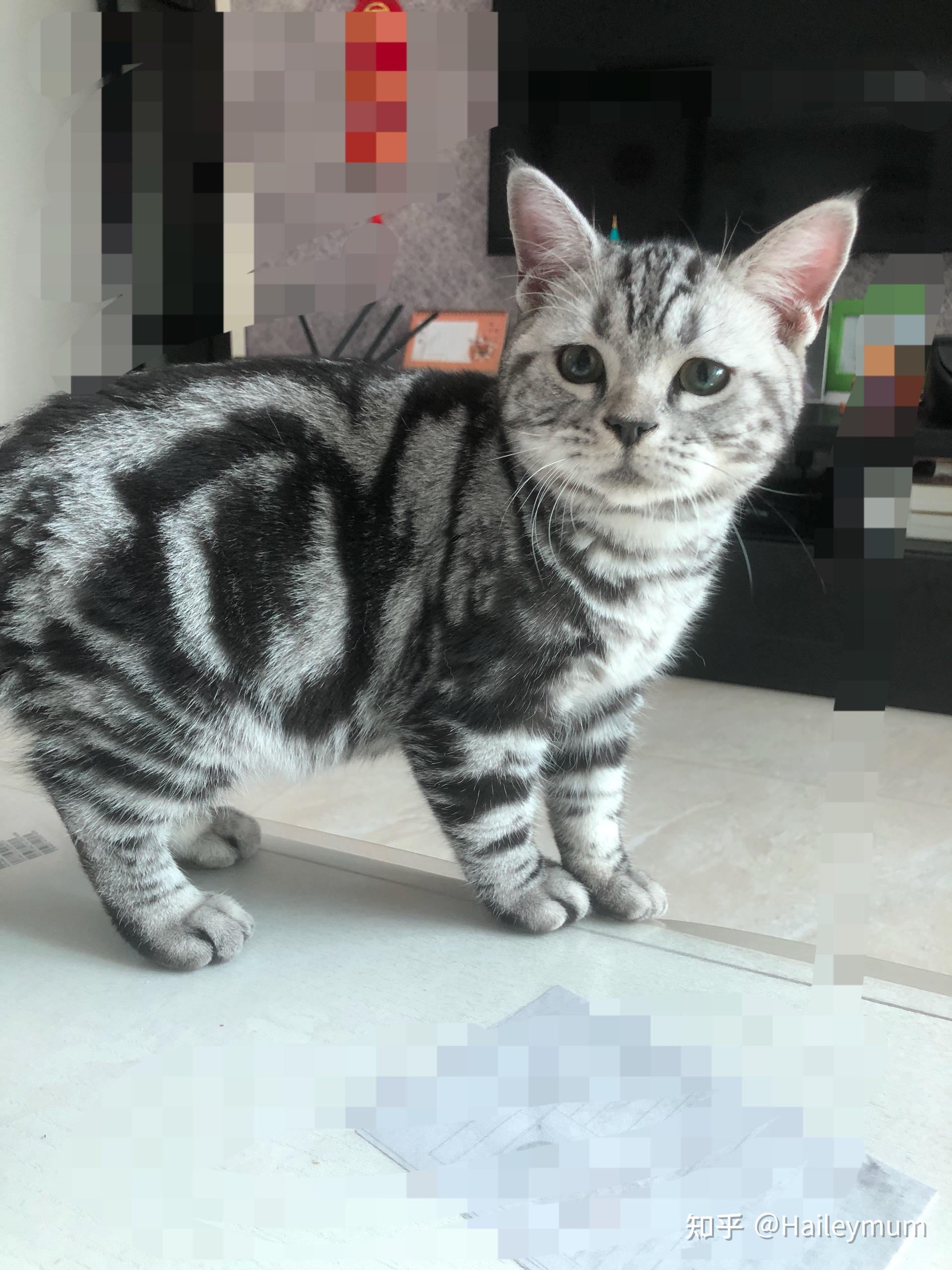 烟灰色美短和中华田园猫有什么区别吗?