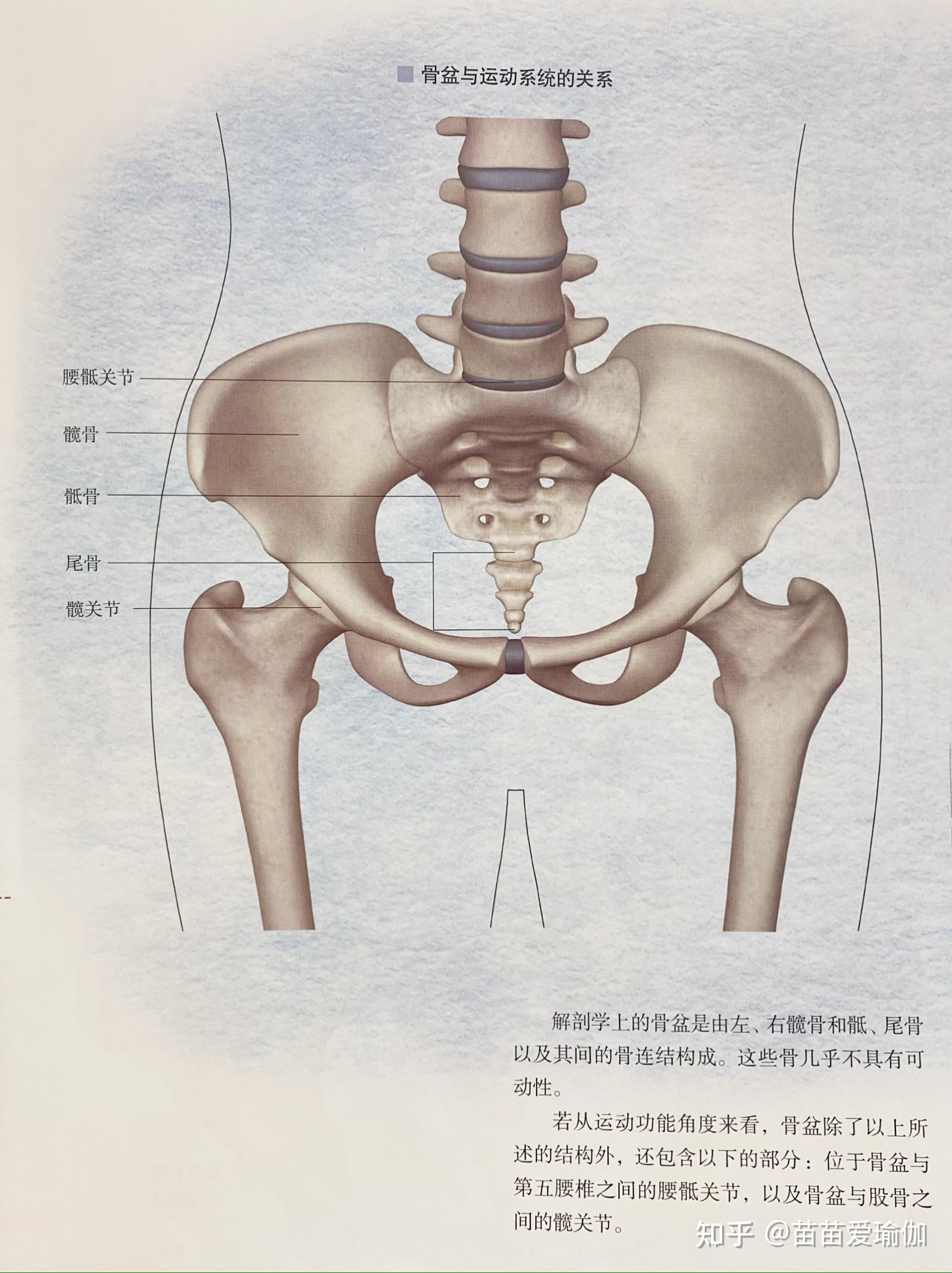女性骨盆的位置示意图图片