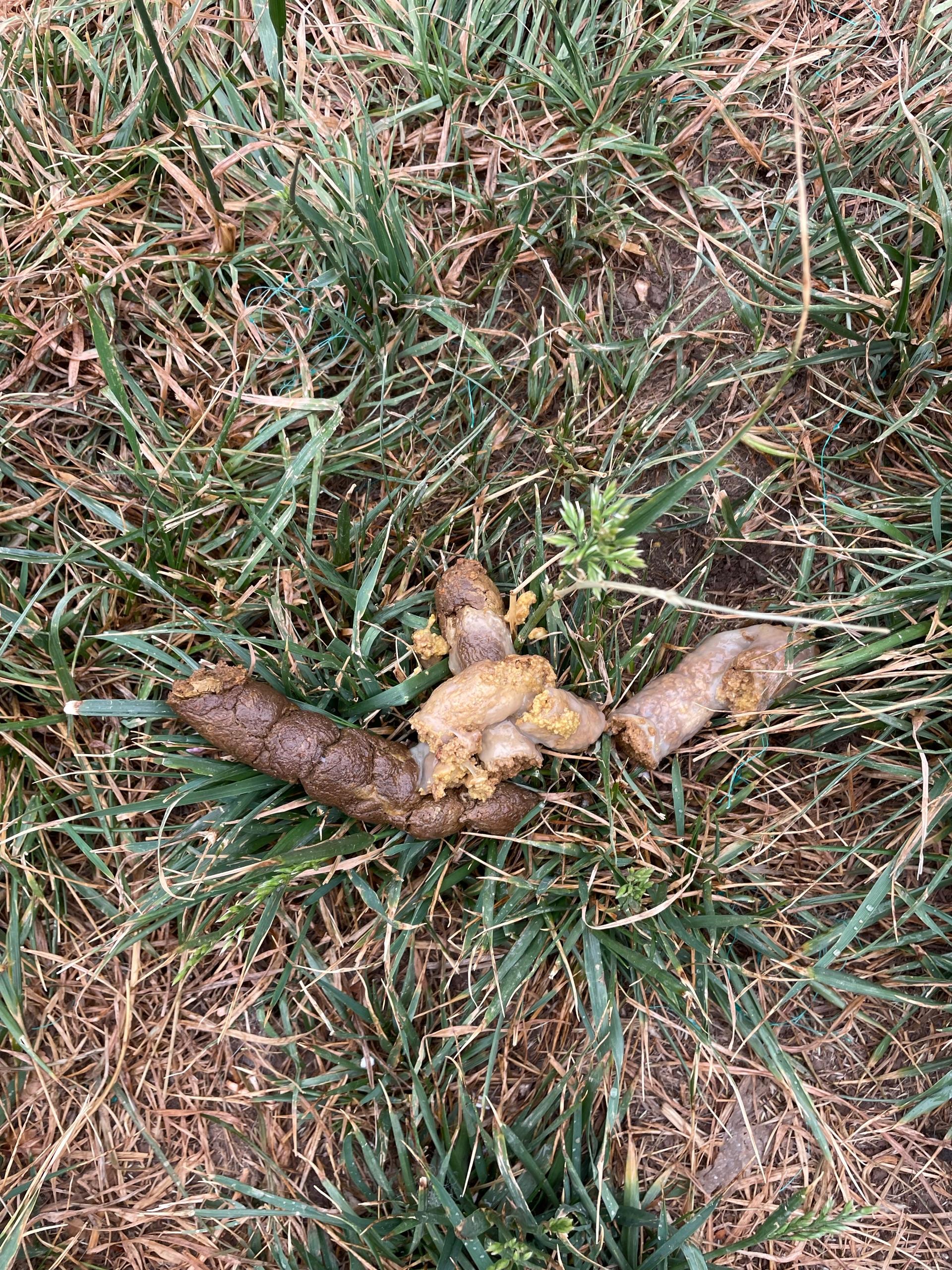 狗狗拉的粑粑上有一层厚厚的白膜裹着?