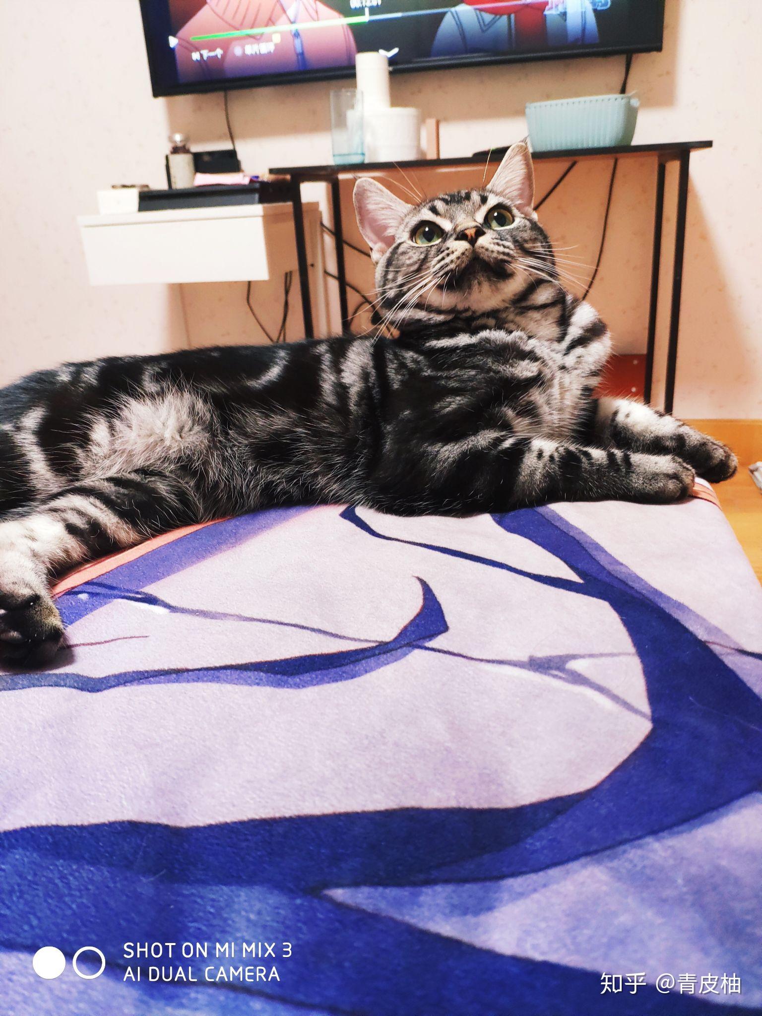 猫和狗哪个好养
