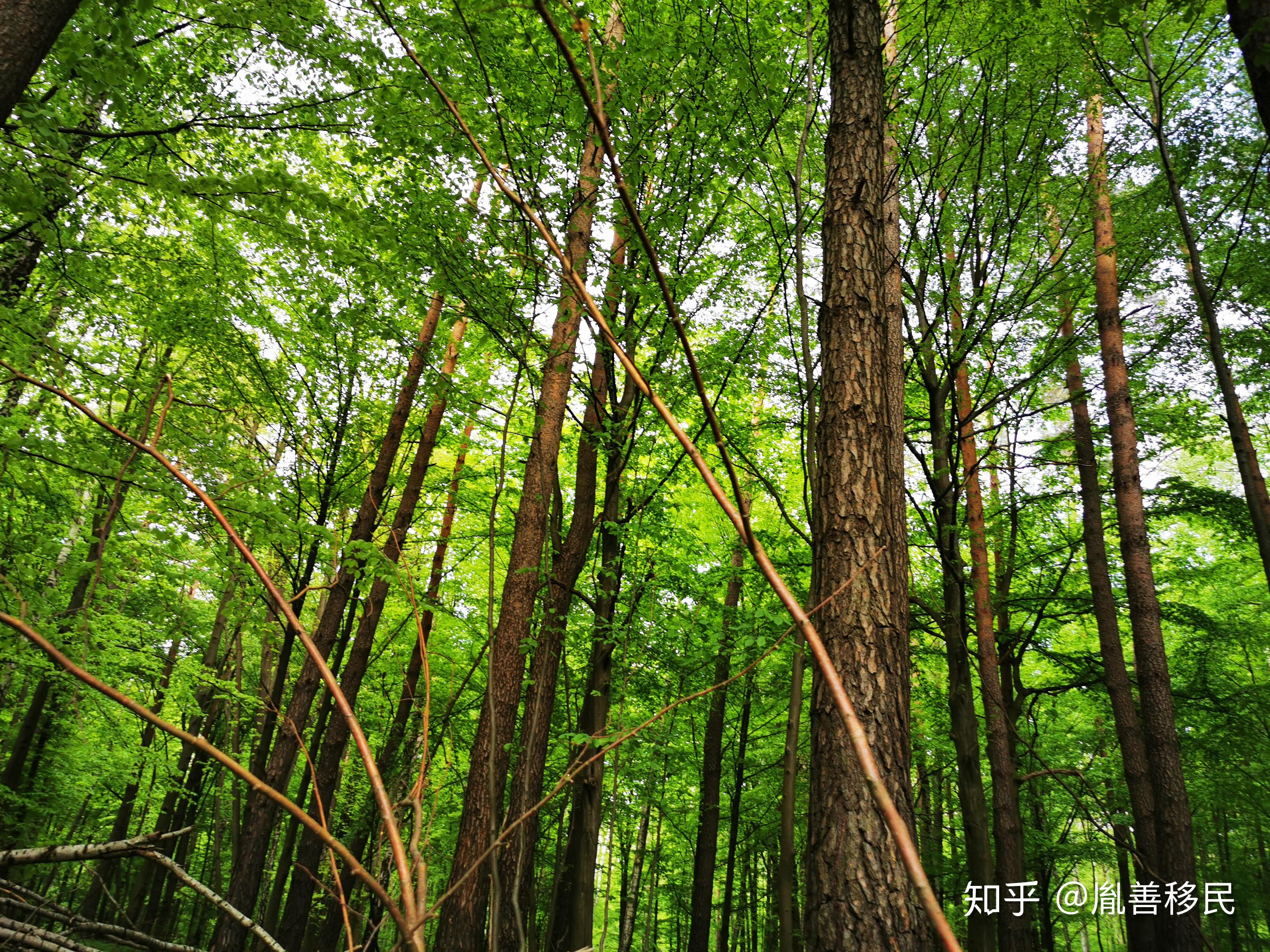探索波兰野外自然森林公园 - 知乎