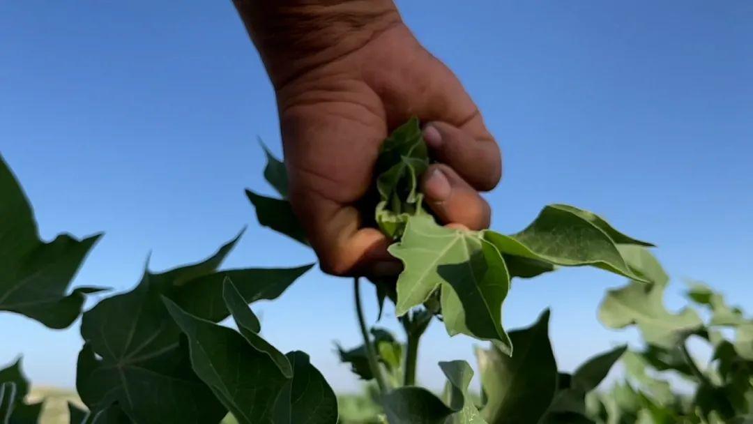 为了让棉花不长高人类到底花了多少工夫