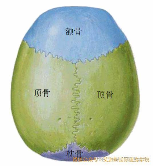 其中在顳窩,額,頂,顳,蝶 4 骨的會合處常構成h形的縫,稱為翼點.