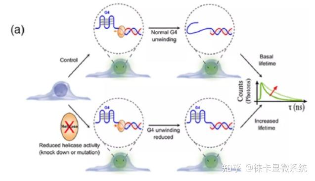 荧光寿命成像助力攻克癌症热点靶标——四链DNA结构 - 知乎